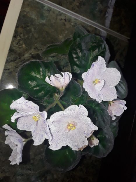  - Violete de colecție cand nu poti sa te oprești 2018aprilie