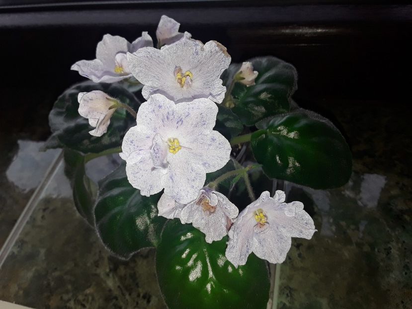  - Violete de colecție cand nu poti sa te oprești 2018aprilie