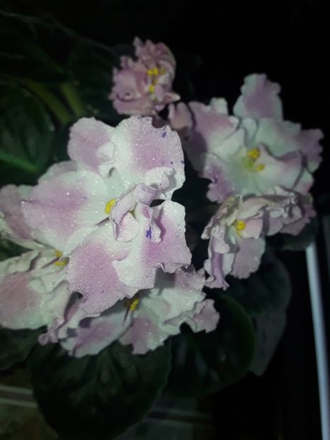  - Violete de colecție cand nu poti sa te oprești 2018aprilie