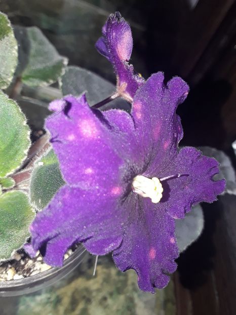 Cosmic Wonder - Violete de colecție cand nu poti sa te oprești 2018aprilie