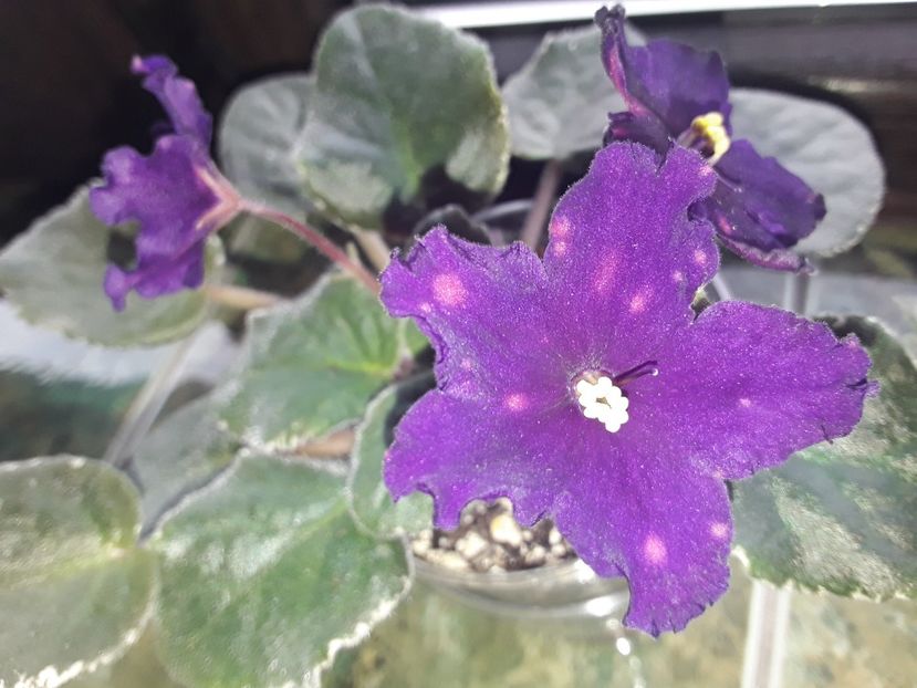 Cosmic Wonder - Violete de colecție cand nu poti sa te oprești 2018aprilie