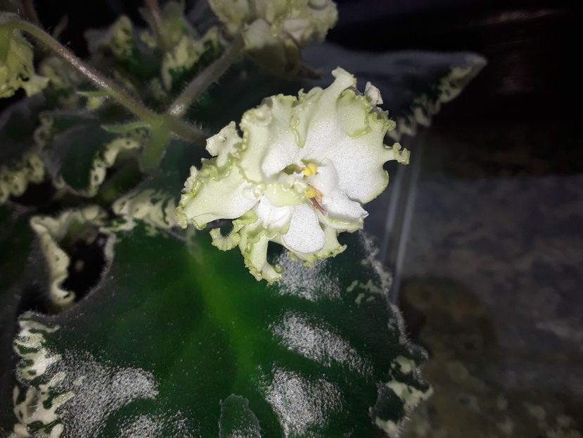  - Violete de colecție cand nu poti sa te oprești 2018aprilie