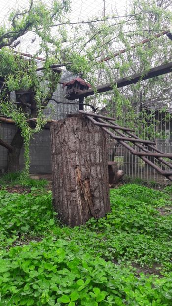 Primăvara 2019 - MICUTA FERMA FRUMOASA