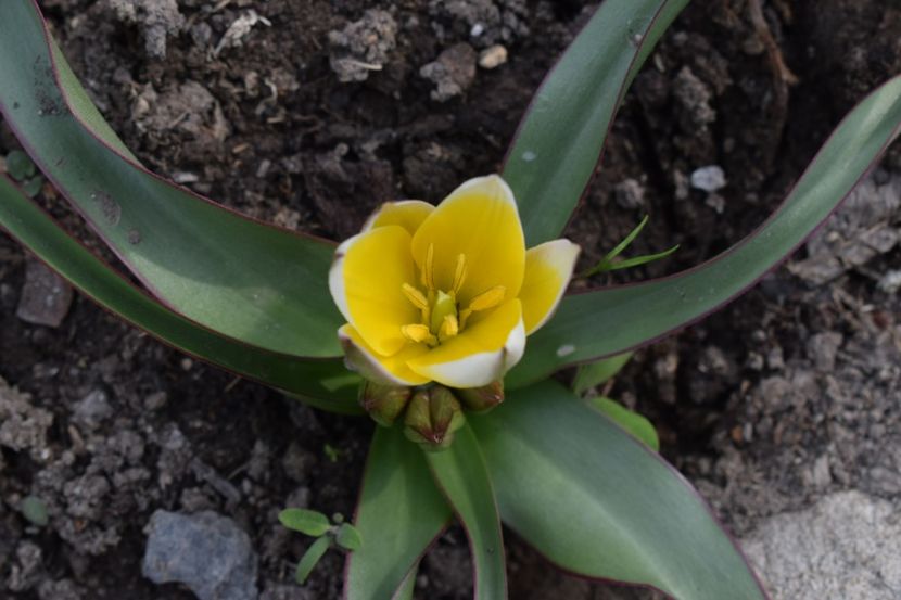 Lalea botanica - Simfonia Lalelelor 2019