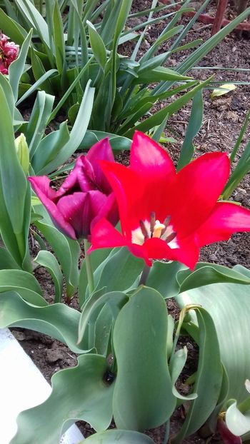 20190417_132448(0) - Lalele 2019