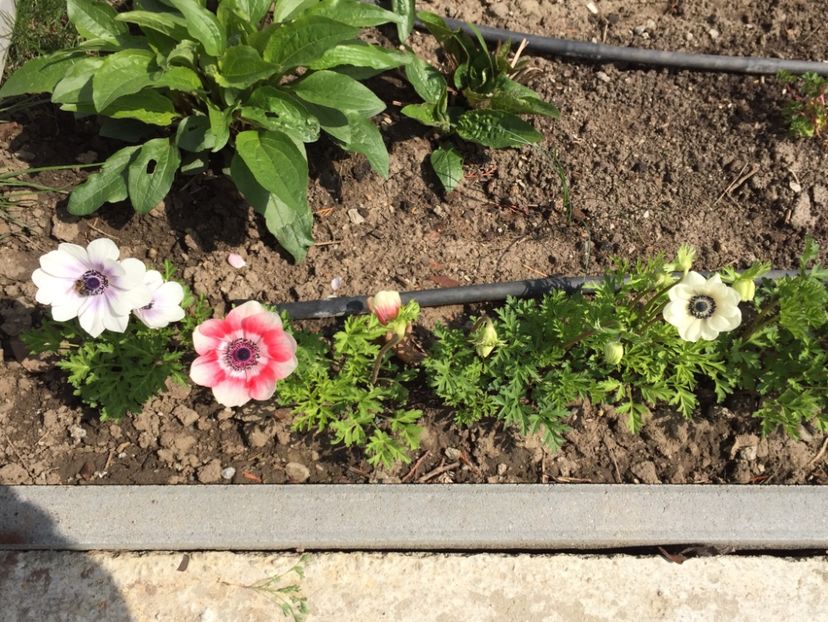 2F8C1E6E-E6B6-4116-9336-69DF8A655E0C - GRADINA 2019