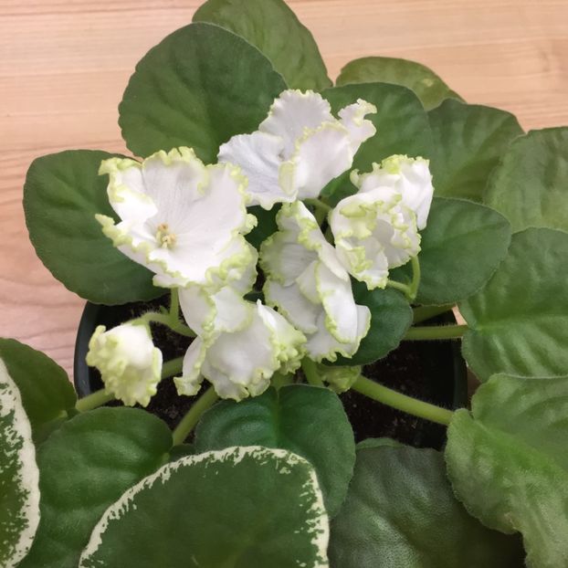 33D3BBF6-AC4B-4B20-915D-FC7BF7BE6FD9 - Parnikovii Effekt