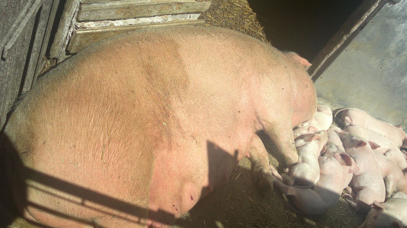 La doar 2 saptamani - PORCI LANDRACE 2019