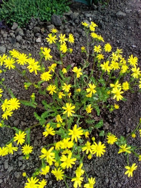  - curtea cu toate cele 2019