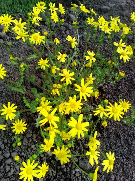  - curtea cu toate cele 2019