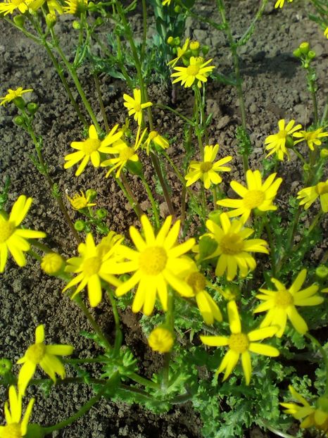  - curtea cu toate cele 2019