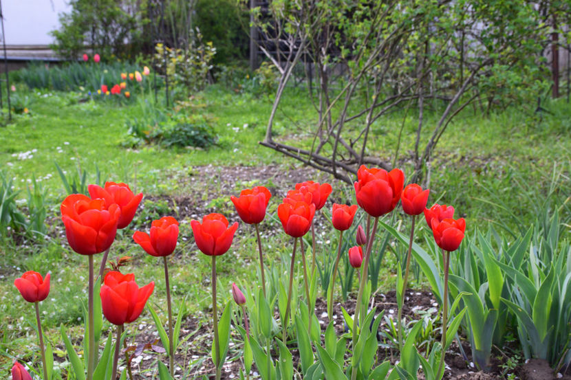 Red Granny - 2019 Gradina
