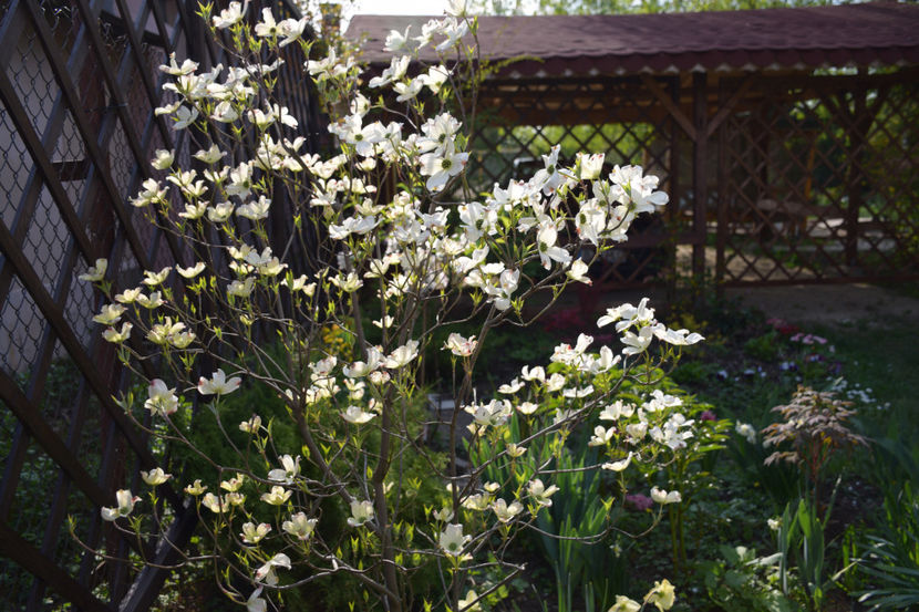 Cornus florida white clouds - 2019 Gradina