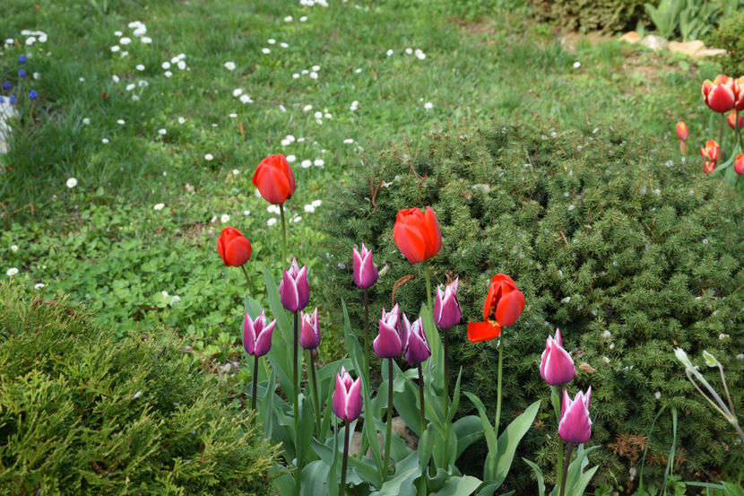 Ballade si Red Granny - 2019 Gradina