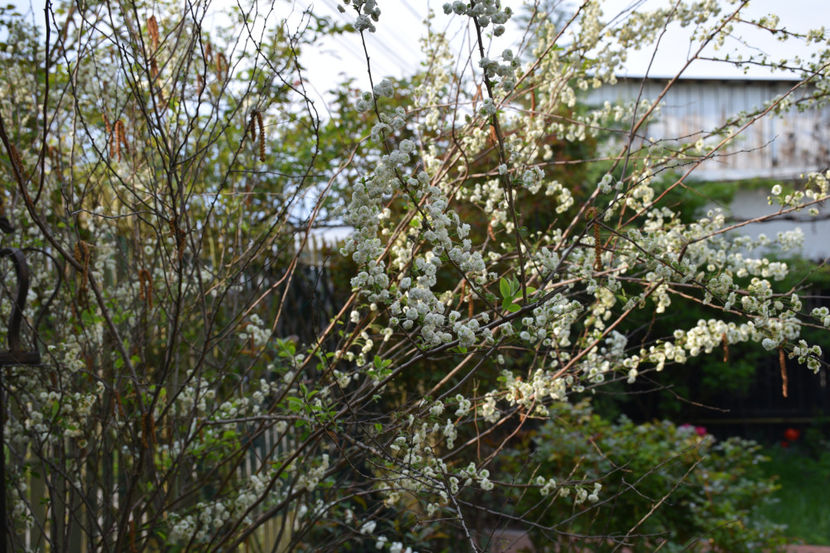 Spireea prunifolia - 2019 Gradina