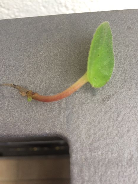 Tamiana - Chirita Tamiana