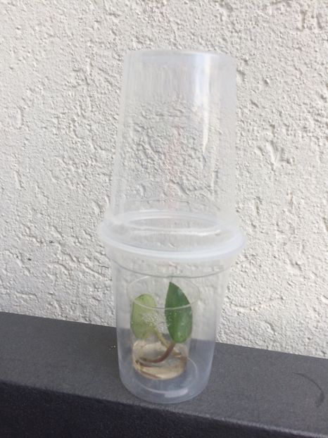 Tamiana - Chirita Tamiana