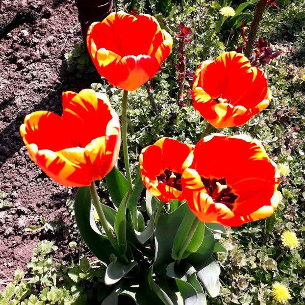  - AAAAA_LALELE 2016_2017_2018_2019