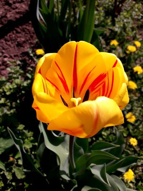  - AAAAA_LALELE 2016_2017_2018_2019