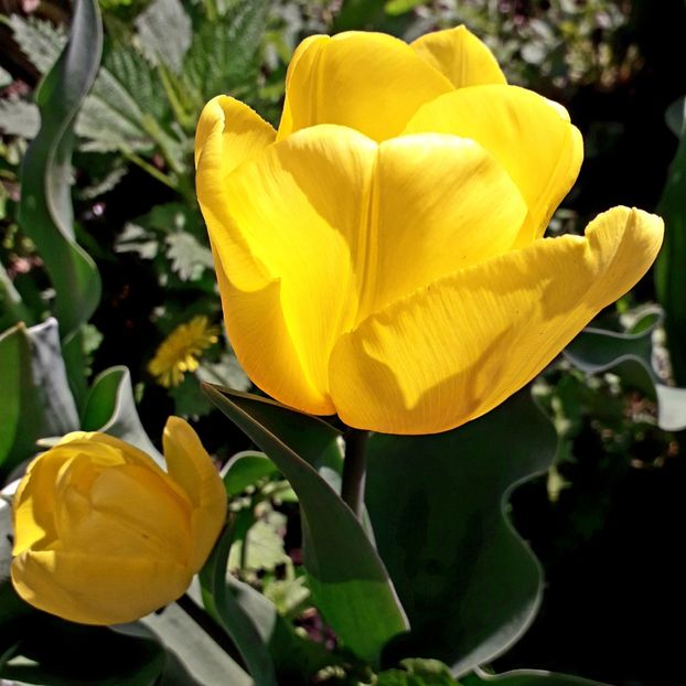  - AAAAA_LALELE 2016_2017_2018_2019