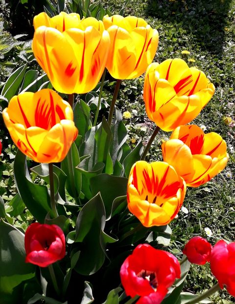  - AAAAA_LALELE 2016_2017_2018_2019