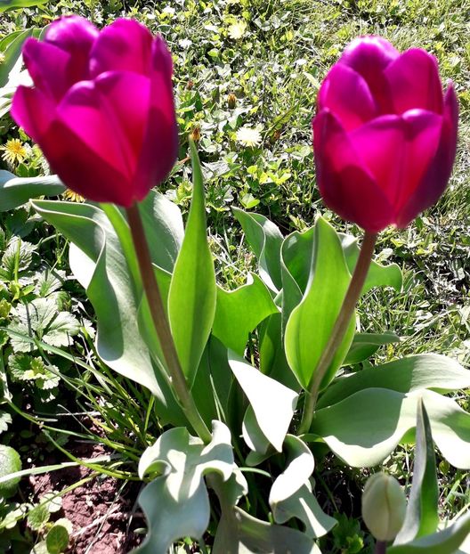  - AAAAA_LALELE 2016_2017_2018_2019