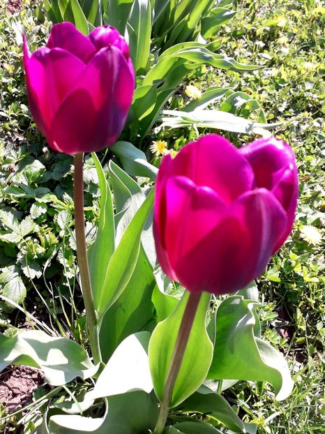  - AAAAA_LALELE 2016_2017_2018_2019