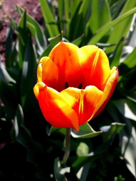  - AAAAA_LALELE 2016_2017_2018_2019