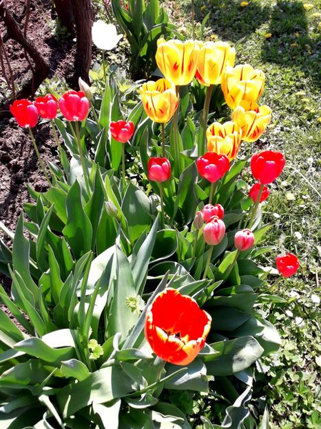  - AAAAA_LALELE 2016_2017_2018_2019