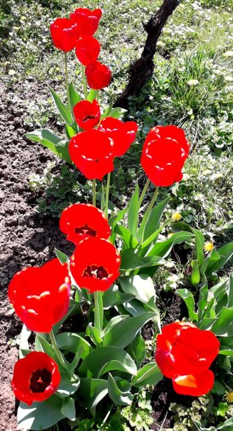  - AAAAA_LALELE 2016_2017_2018_2019