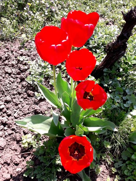  - AAAAA_LALELE 2016_2017_2018_2019