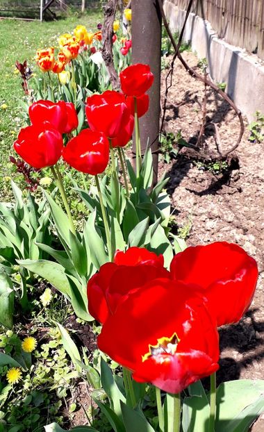  - AAAAA_LALELE 2016_2017_2018_2019