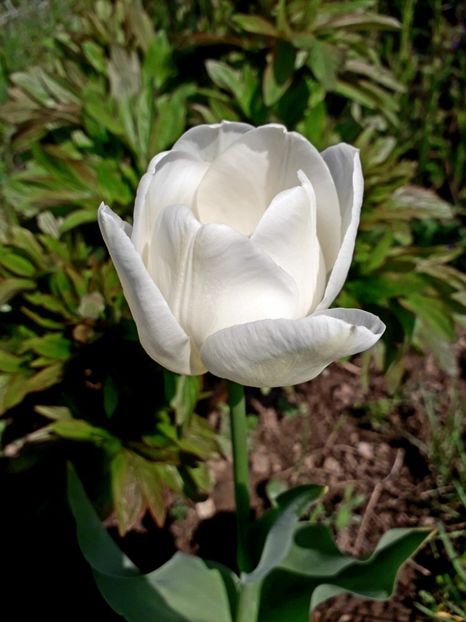  - AAAAA_LALELE 2016_2017_2018_2019