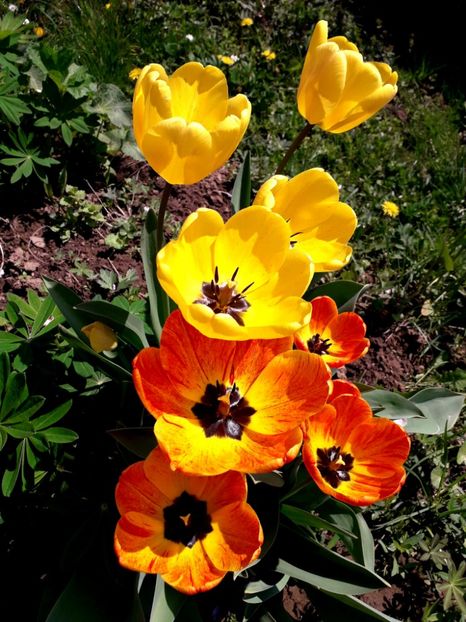  - AAAAA_LALELE 2016_2017_2018_2019