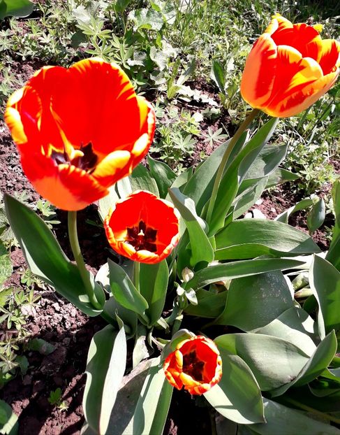  - AAAAA_LALELE 2016_2017_2018_2019