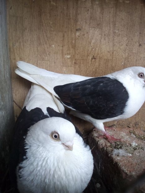  - jucatori capaciti de buzau