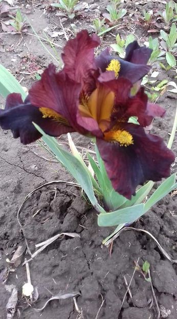 Iris Little Bunccaneer - irisi pitici