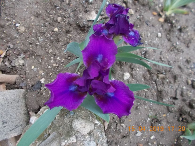bourgeois - IRISI PITICI-2019-disponibili