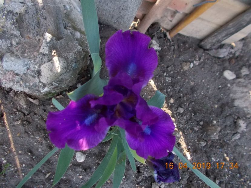 5lei - IRISI PITICI-2019-disponibili