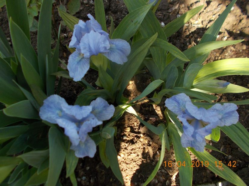 sapphire  gem - IRISI PITICI-2019-disponibili