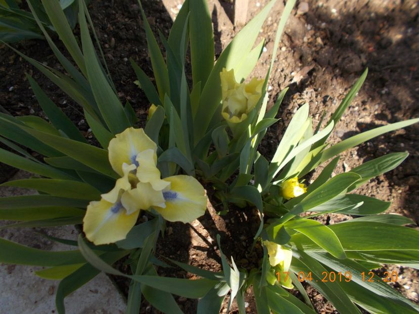 5 lei - IRISI PITICI-2019-disponibili