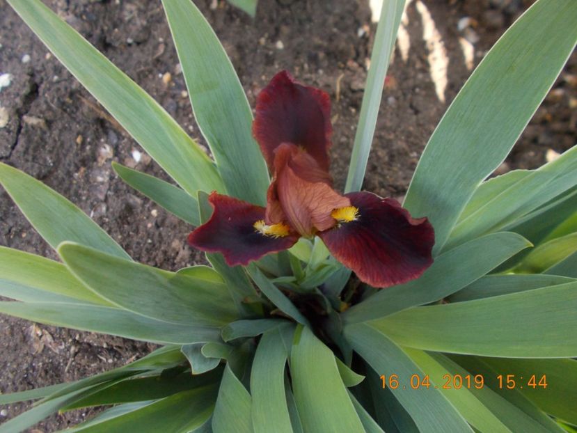 5 lei - IRISI PITICI-2019-disponibili