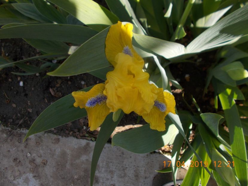 5 lei - IRISI PITICI-2019-disponibili