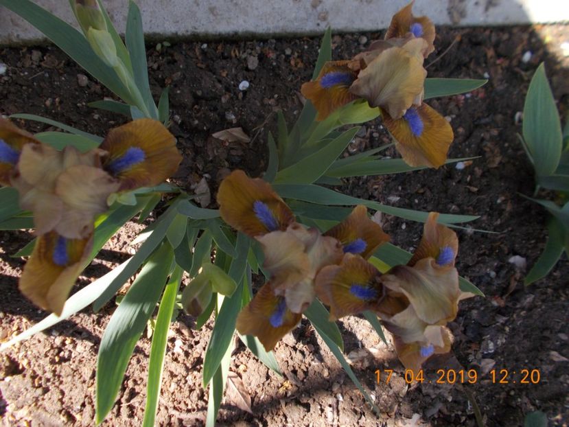 5 lei - IRISI PITICI-2019-disponibili