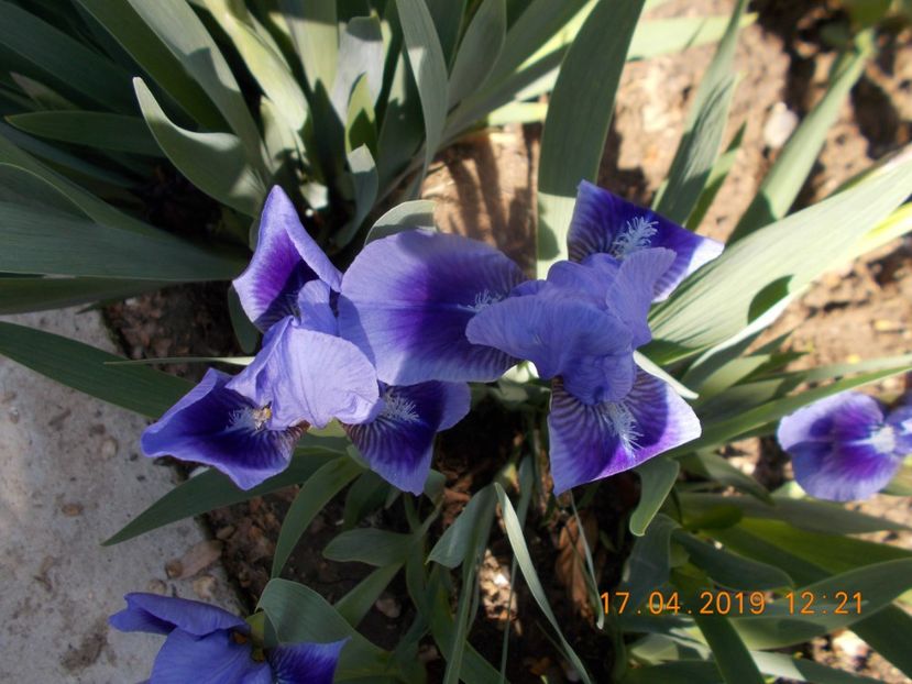 5 lei - IRISI PITICI-2019-disponibili