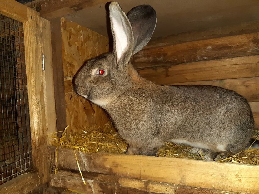 M2 - MASCULI PENTRU 2019-2020