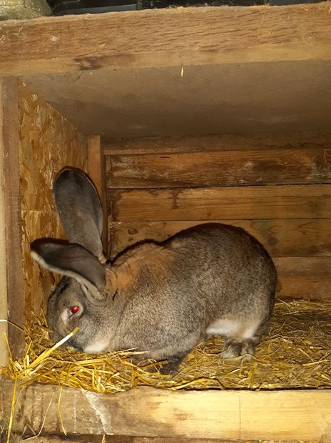  - 1-0 DE LA MARIAN PERII - M2