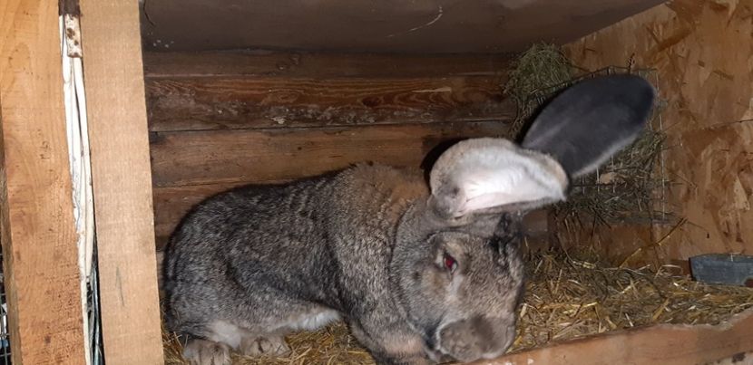  - 1-0 DE LA COSTIN PARU - M1