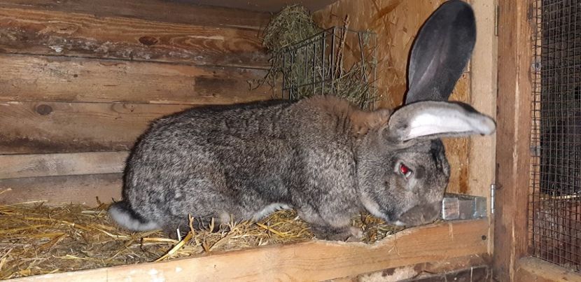 57085328_314117152560213_3440856325557321728_n (1) - 1-0 DE LA COSTIN PARU - M1