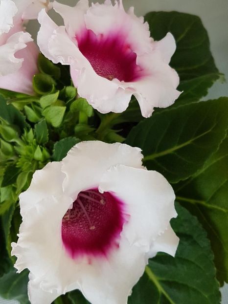 thumbnail (72) - GLOXINIA 2019